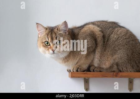 Green - occhio British Shortair Golden Chinchilla NY25 Foto Stock