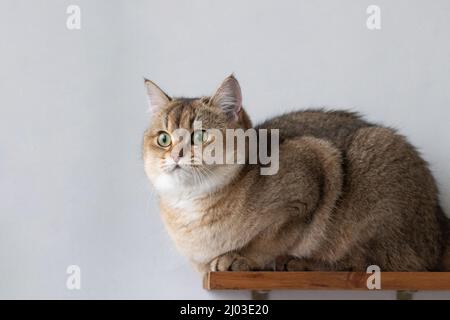 Green - occhio British Shortair Golden Chinchilla NY25 Foto Stock