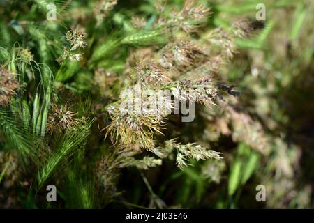 Natura bella e irripetibile, piante ed erbe selvatiche. Spikelets piccole e sparse dall'erba matura, illuminate da un colore solare. Foto Stock