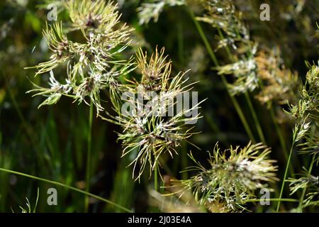 Natura bella e irripetibile, piante ed erbe selvatiche. Spikelets piccole e sparse dall'erba matura, illuminate da un colore solare. Foto Stock