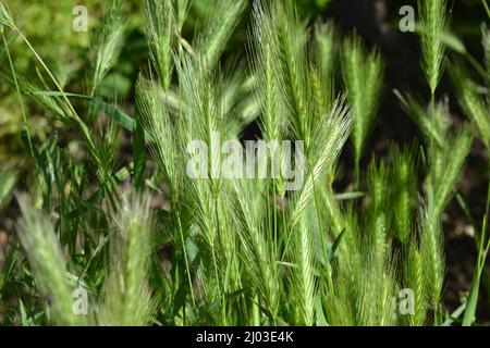 Natura bella e irripetibile, piante ed erbe selvatiche. Verdi, intere spikelets di erba lunga, erba prata illuminata dalla luce del sole. Foto Stock