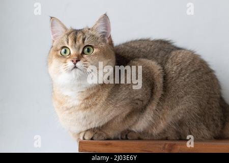 Green - occhio British Shortair Golden Chinchilla NY25 Foto Stock