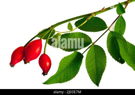 Steli di rosato con bacche e foglie Foto Stock