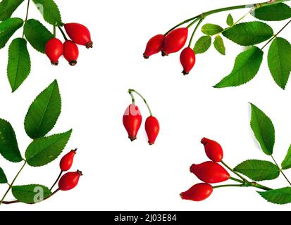 Steli di rosato con bacche e foglie Foto Stock
