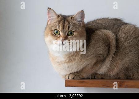 Green - occhio British Shortair Golden Chinchilla NY25 Foto Stock