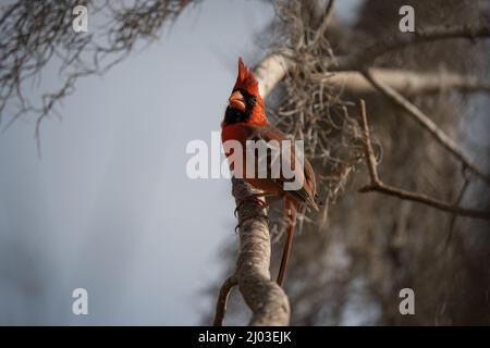 Fuoco selettivo di un uccello cardinale arroccato su un ramo di albero Foto Stock