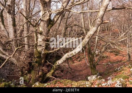 faggi in inverno sul monte gorbea nei paesi baschi Foto Stock