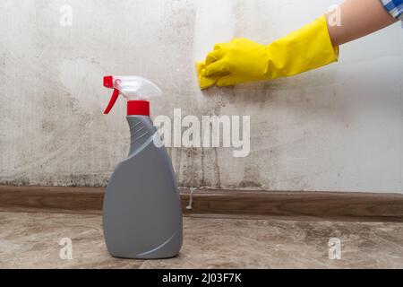 Il primo piano della mano di una donna in guanti di gomma gialli pulisce la parete di muffa nera con un agente antifungino speciale e spugna Foto Stock