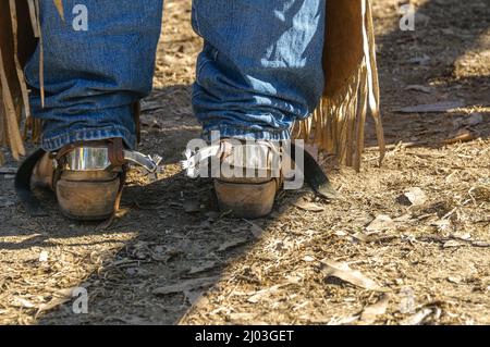 Le gambe inferiori del rodeo rider con jeans, chaps, stivali e spur si trovano in cima al paltform su uno dei chute, pronti a fare il suo giro a Mareeba in Australia. Foto Stock