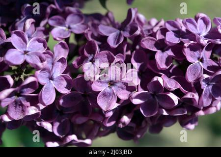 Piante insolite, grandi cespugli, natura colorata in estate. Cespugli lilla in fiore viola scuro Syylan, disambigua, illuminati dalla luce del sole. Foto Stock