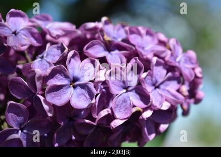 Piante insolite, grandi cespugli, natura colorata in estate. Cespugli lilla in fiore viola scuro Syylan, disambigua, illuminati dalla luce del sole. Foto Stock