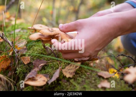 Funghi miele agarici crescono sulla terra, nell'erba nella foresta, Russia. Ora di autunno Foto Stock