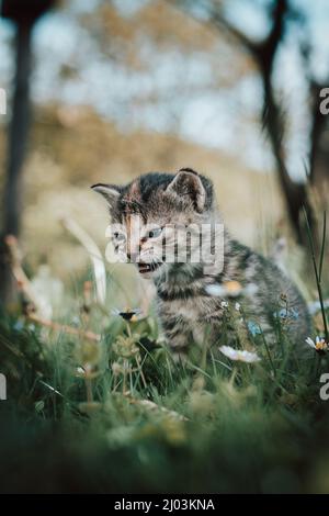 Innocente gatto domestico appena nato scopre la fauna selvatica intorno alla casa e subisce lo sviluppo immediato per quanto riguarda nuove sensazioni. Blu-eyed grigio e bla Foto Stock