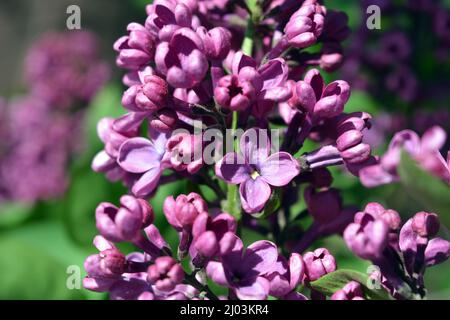 Piante insolite, grandi cespugli, natura colorata in estate. Cespugli lilla in fiore viola scuro Syylan, disambigua, illuminati dalla luce del sole. Foto Stock