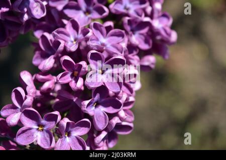 Piante insolite, grandi cespugli, natura colorata in estate. Cespugli lilla in fiore viola scuro Syylan, disambigua, illuminati dalla luce del sole. Foto Stock