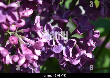 Piante insolite, grandi cespugli, natura colorata in estate. Cespugli lilla in fiore viola scuro Syylan, disambigua, illuminati dalla luce del sole. Foto Stock