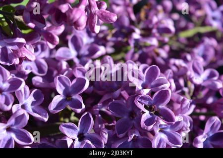 Piante insolite, grandi cespugli, natura colorata in estate. Cespugli lilla in fiore viola scuro Syylan, disambigua, illuminati dalla luce del sole. Foto Stock