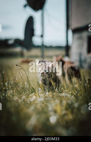 Innocente gatto domestico appena nato scopre la fauna selvatica intorno alla casa e subisce lo sviluppo immediato per quanto riguarda nuove sensazioni. Blu-eyed grigio e bla Foto Stock