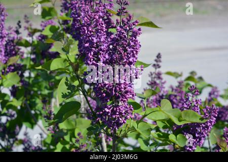 Piante insolite, grandi cespugli, natura colorata in estate. Cespugli lilla in fiore viola scuro Syylan, disambigua, illuminati dalla luce del sole. Foto Stock