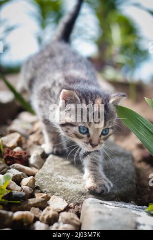 Il neonato gatto domestico scopre la fauna selvatica intorno alla casa e subisce un immediato sviluppo per quanto riguarda nuove sensazioni. Blu-eyed grigio e nero ki Foto Stock