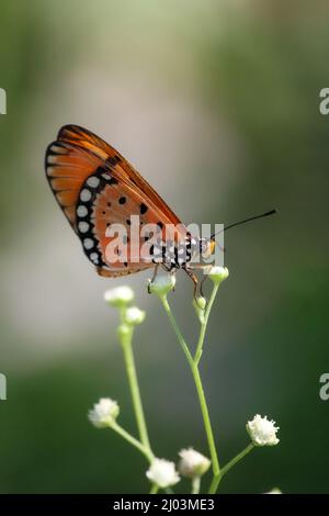 Una farfalla arancione delicatamente appollaiata su alcuni fiori bianchi Foto Stock