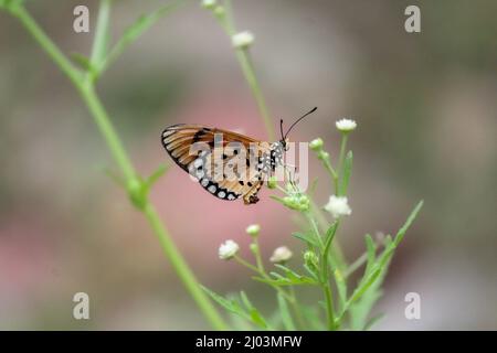 Una piccola farfalla gialla arroccata su alcuni delicati fiori bianchi Foto Stock