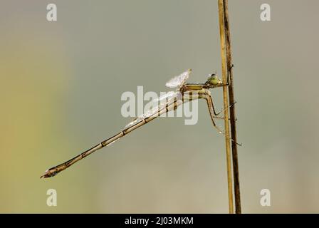 Bagnata damselfly smeraldo meridionale, Lestes barbaro seduto su un gambo asciutto di erba con gocce d'acqua sul corpo e le ali. Rugiada del mattino. Spazio di copia. Foto Stock