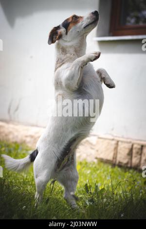 La protezione Jack Russell Terrier con un'espressione calma e affettuosa si trova nel mezzo della strada in una fattoria e guarda su tutti gli animali. H Foto Stock