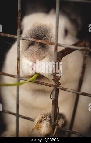 Coniglio domestico bianco che mangia l'erba attraverso i bar nel hutch di legno e ben nutrito per più tardi uccisione. Oryctolagus cuniculus domesticus con grandi orecchie Foto Stock