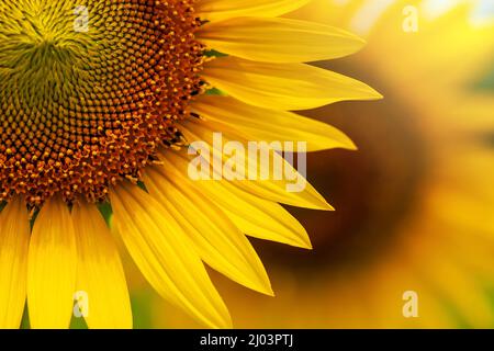 Primo piano girasole giallo in piena fioritura in estate soleggiata, girasole giallo e campi sfocati sullo sfondo. Concentratevi sul petalo. Foto Stock