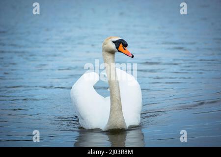 Un cigno bianco muto che nuota in acqua, giorno di primavera Foto Stock