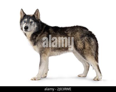 Bel Wolfdog americano, in piedi lateralmente, guardando verso la macchina fotografica. Isolato su sfondo bianco. Foto Stock