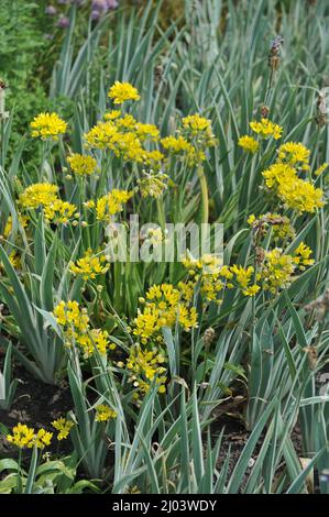 L'aglio giallo (Allium moly) fiorisce in un giardino nel mese di giugno Foto Stock