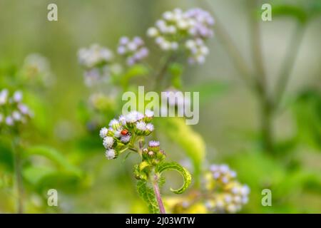 Ladybird rosso o Ladybug Beetle, Coccinellidae seduto sul fiore Mist, Ageraatum selvatico o Floss Flower Foto Stock