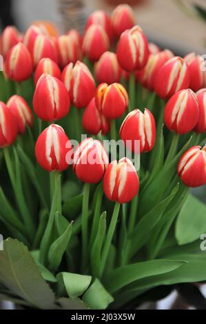 Un bouquet di rosso con bordi bianchi tulipani Triumph (Tulipa) Leen van der Mark in un giardino nel mese di aprile Foto Stock
