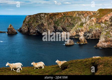 Sheep Walking lungo la Cliff Top su Arranmore Island, Burtonport, County Donegal, Irlanda Foto Stock