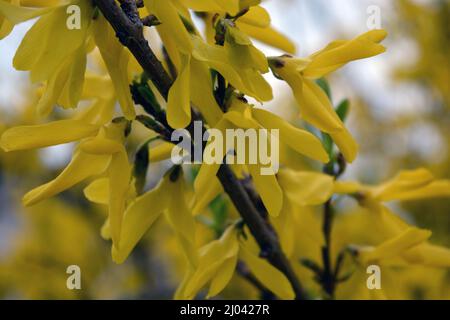 Splendido paesaggio, clima primaverile. Fiori di ribes in fiore di giallo brillante, rami insoliti di un cespuglio che cresce nel giardino. Foto Stock