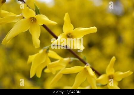 Splendido paesaggio, clima primaverile. Fiori di ribes in fiore di giallo brillante, rami insoliti di un cespuglio che cresce nel giardino. Foto Stock