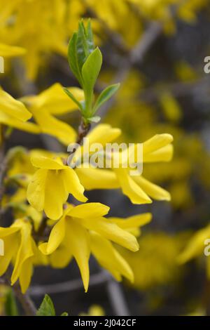 Splendido paesaggio, clima primaverile. Fiori di ribes in fiore di giallo brillante, rami insoliti di un cespuglio che cresce nel giardino. Foto Stock