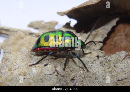 Scutelleridae è una famiglia di insetti. Sono comunemente noti come insetti gioiello o insetti di scudo metallico a causa della loro colorazione spesso brillante. Foto Stock