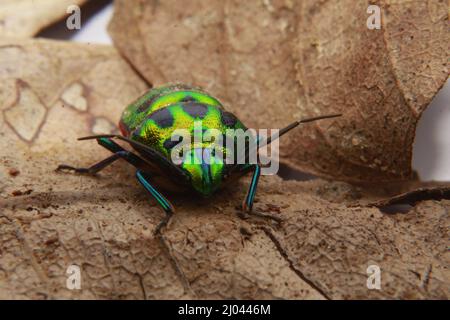 Scutelleridae è una famiglia di insetti. Sono comunemente noti come insetti gioiello o insetti di scudo metallico a causa della loro colorazione spesso brillante. Foto Stock