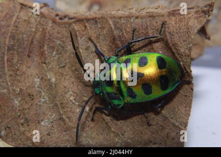 Scutelleridae è una famiglia di insetti. Sono comunemente noti come insetti gioiello o insetti di scudo metallico a causa della loro colorazione spesso brillante. Foto Stock