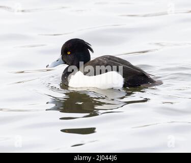 Uccelli selvatici : anatra singola maschio tufted ( Aythya fuligula ) nuoto nel fiume naturale Foto Stock