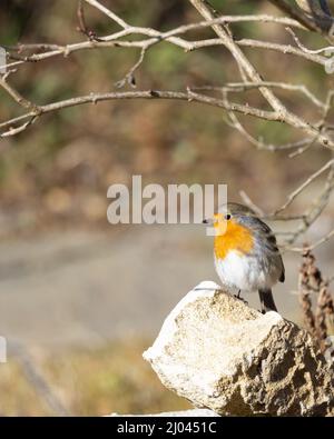 Uccelli selvatici : rapina europea ( Erithacus rubecula ) seduta su una pietra Foto Stock
