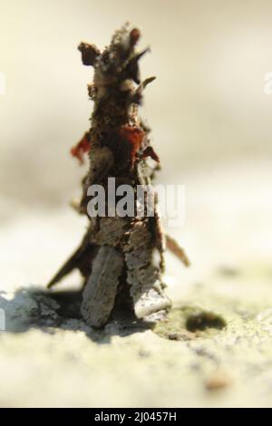 Strana insetto con un bozzolo o guscio protettivo, più cool Camouflage Insect, Bhadrak, Odisha, India Foto Stock