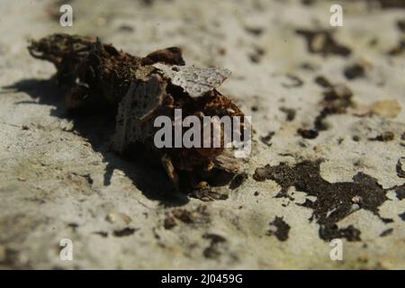 Strana insetto con un bozzolo o guscio protettivo, più cool Camouflage Insect, Bhadrak, Odisha, India Foto Stock