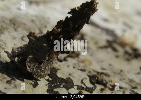 Strana insetto con un bozzolo o guscio protettivo, più cool Camouflage Insect, Bhadrak, Odisha, India Foto Stock