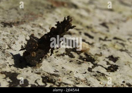 Strana insetto con un bozzolo o guscio protettivo, più cool Camouflage Insect, Bhadrak, Odisha, India Foto Stock