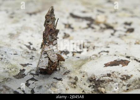 Strana insetto con un bozzolo o guscio protettivo, più cool Camouflage Insect, Bhadrak, Odisha, India Foto Stock