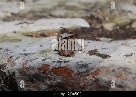 Strana insetto con un bozzolo o guscio protettivo, più cool Camouflage Insect, Bhadrak, Odisha, India Foto Stock